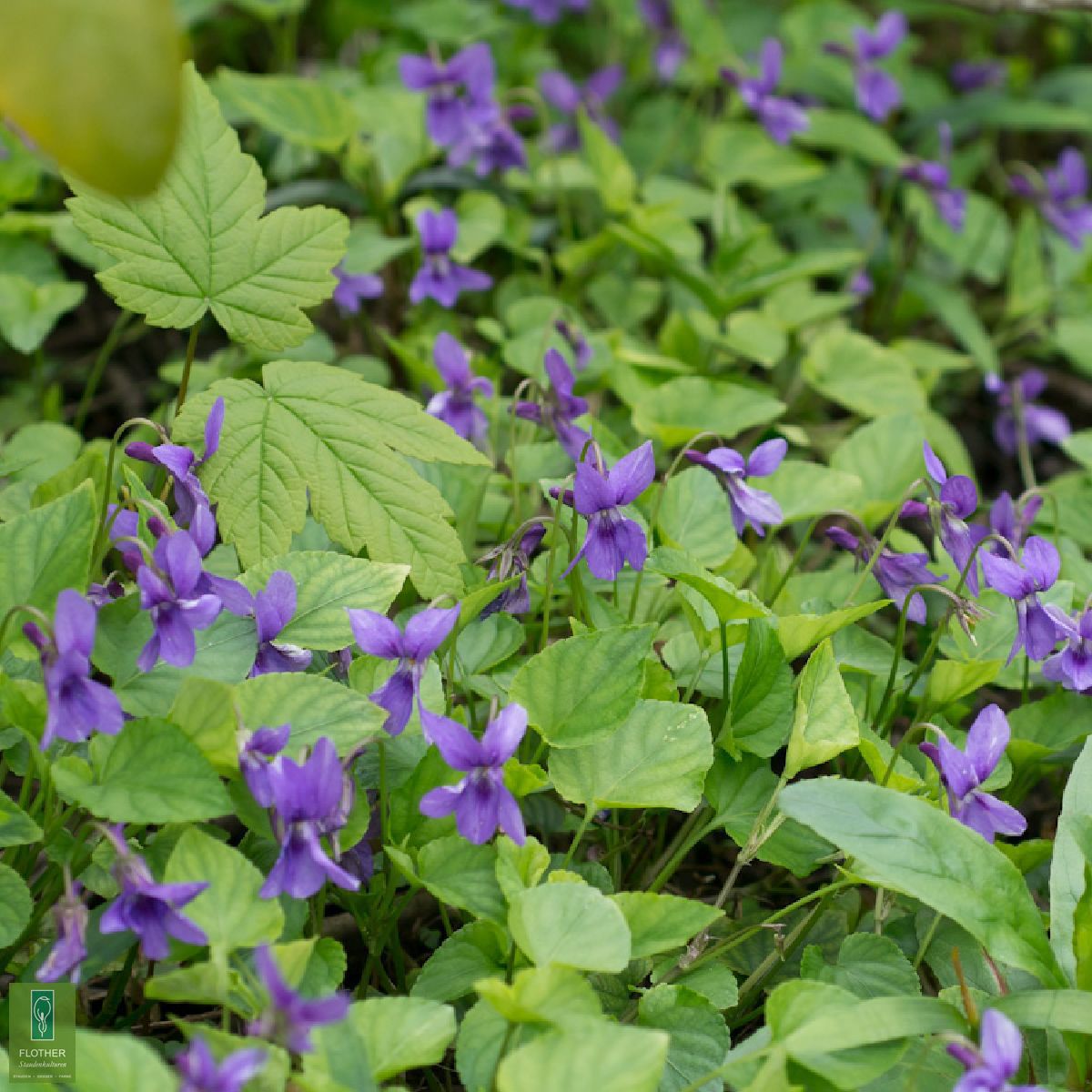 Viola Odorata K Nigin Charlotte Flother Staudenkulturen