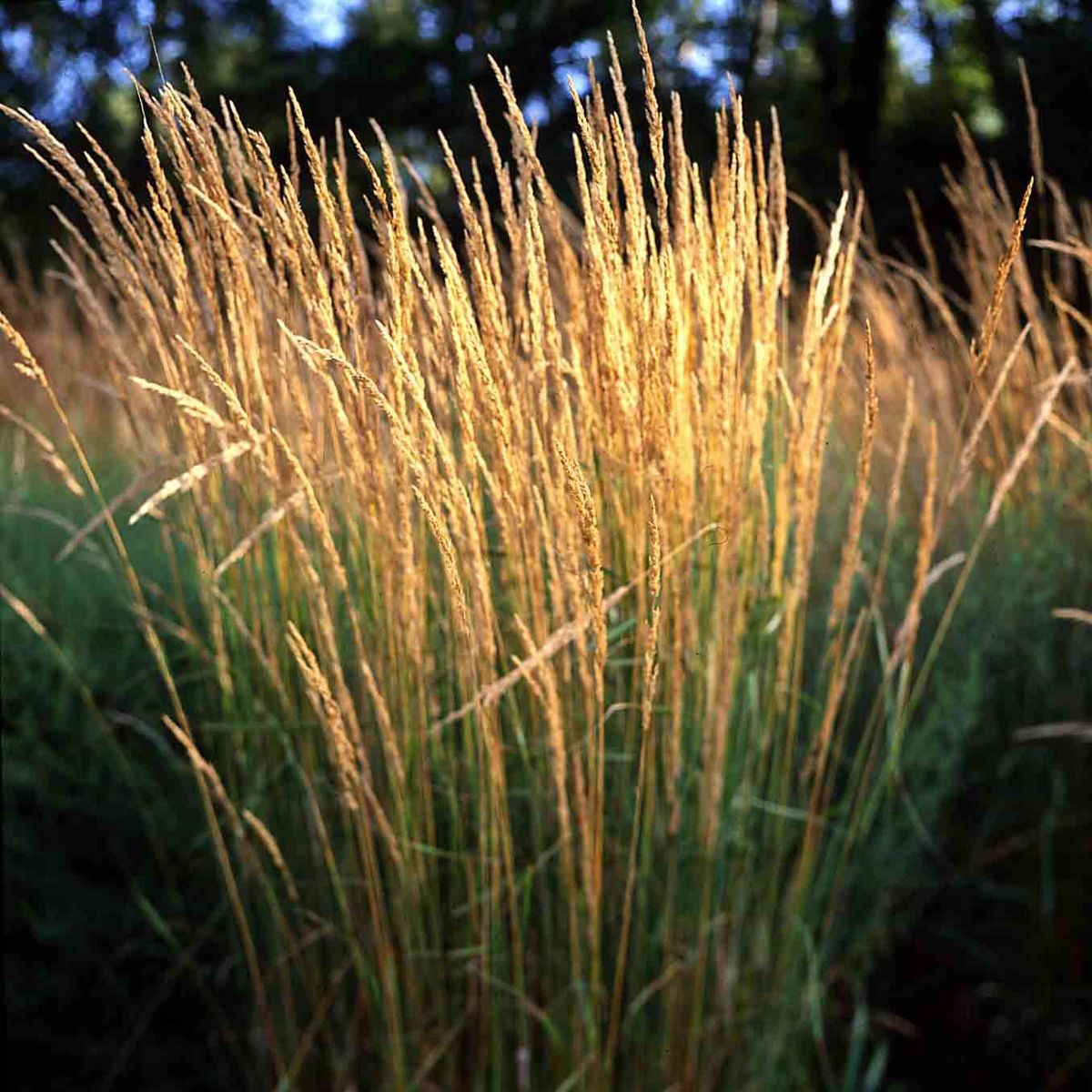 Calamagrostis X Acutiflora Karl Foerster Flother Staudenkulturen