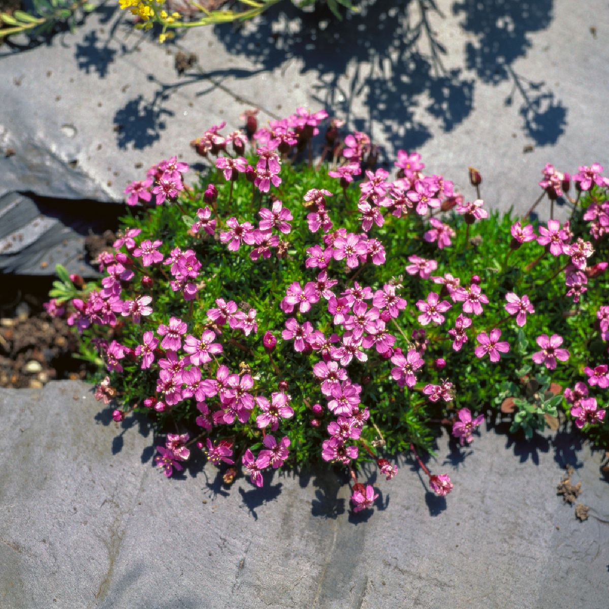 Silene Acaulis Floribunda Flother Staudenkulturen