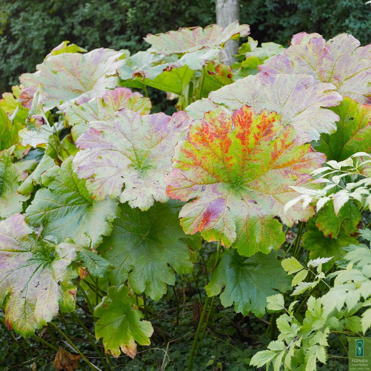 Darmera Peltata Wasserpflanzen Flother Staudenkulturen