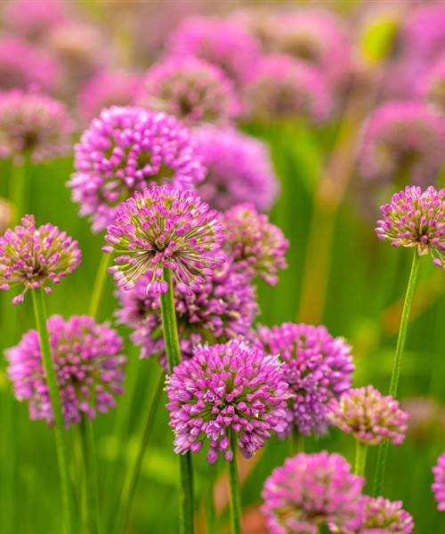 Allium senescens 'Millenium', P 1 