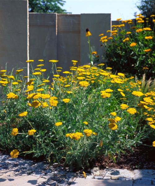 Achillea filipendulina 'Coronation Gold', P 1 