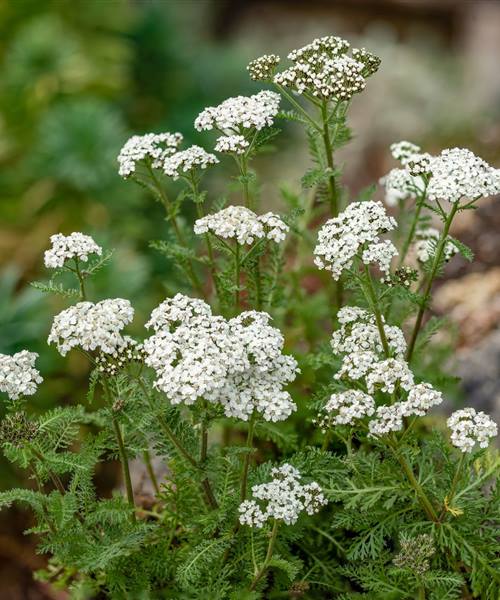 Achillea millefolium, P 0,5 