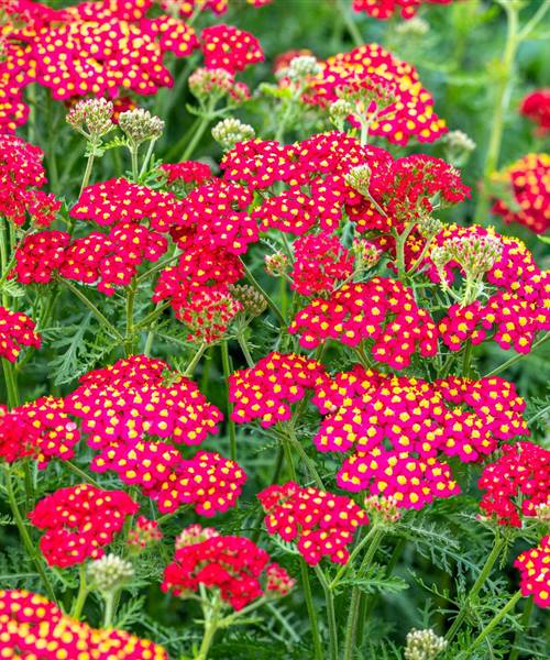 Achillea millefolium 'Paprika', P 1 
