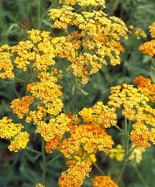 Achillea millefolium 'Terracotta', P 1 