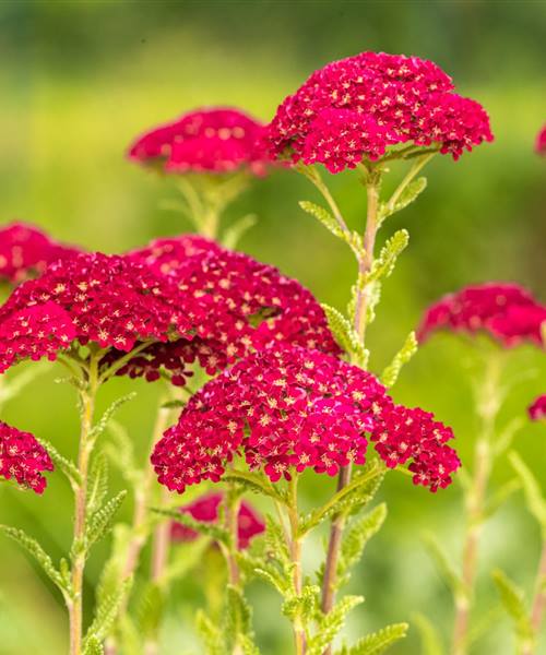 Achillea millefolium 'Tutti Frutti Pomegranate', P 1 