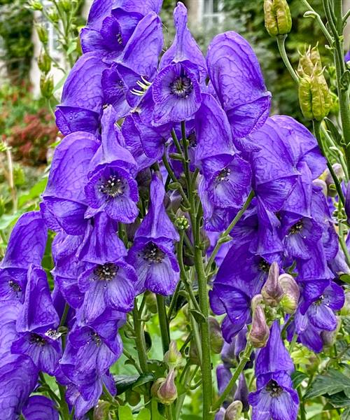 Aconitum carmichaelii 'Arendsii', gen., P 1 