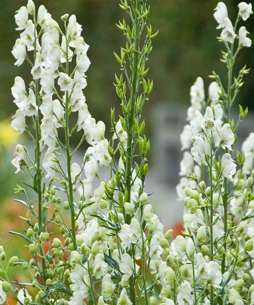 Aconitum napellus 'Album', P 1 