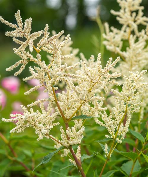Aconogonon speciosum 'Johanniswolke', P 1 