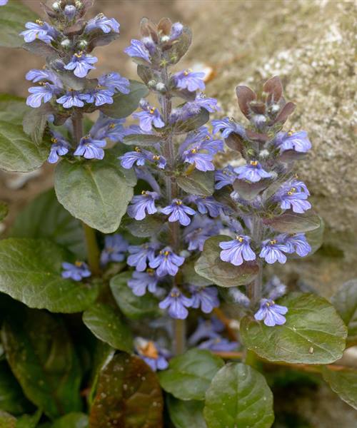 Ajuga reptans, P 0,5 