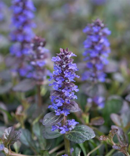 Ajuga reptans 'Atropurpurea', P 0,5 