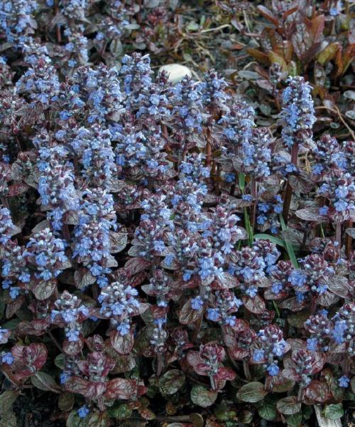 Ajuga reptans 'Black Scallop', P 1 