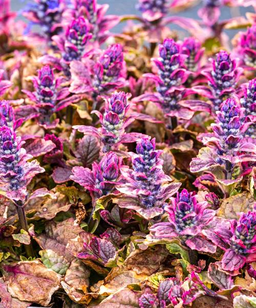 Ajuga reptans 'Burgundy Glow', P 0,5 