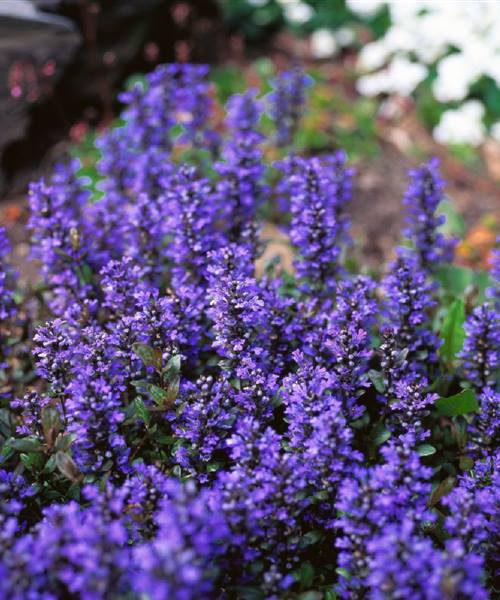 Ajuga reptans 'Chocolate Chip', P 0,5 