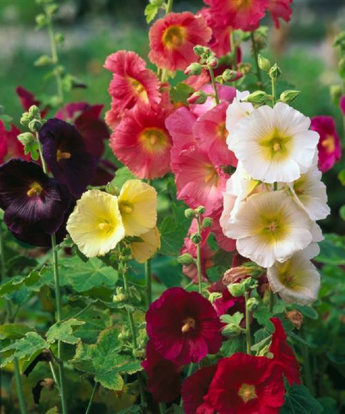 Alcea rosea Hybriden 'Simplex', P 1 