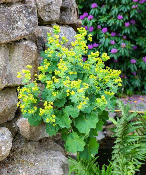 Alchemilla xanthochlora, P 0,5 