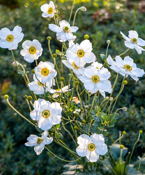 Anemone japonica 'Andrea Atkinson', P 0,5 