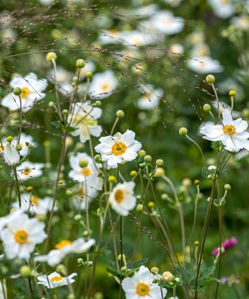Anemone japonica 'Honorine Jobert', P 0,5 
