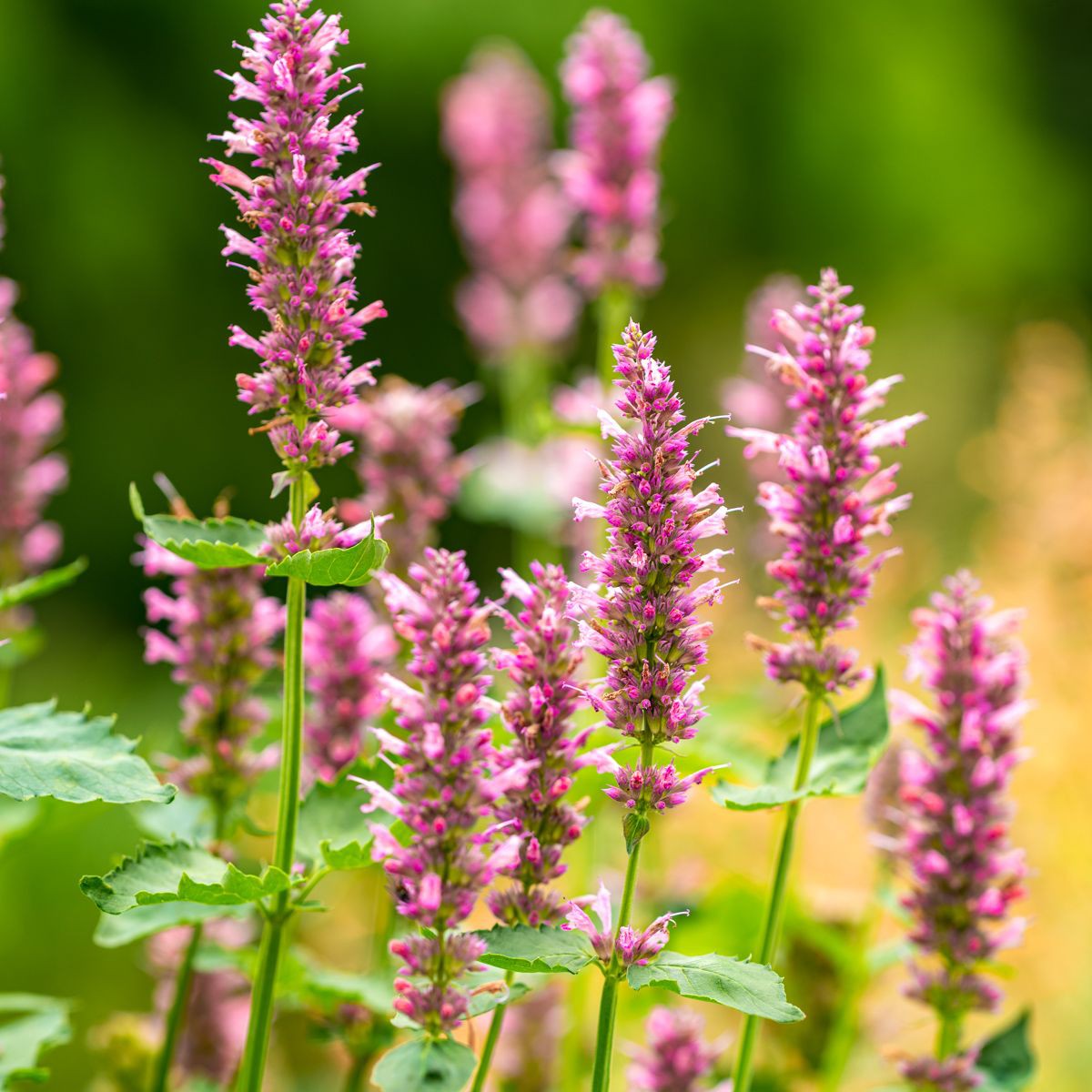 Agastache x rugosa 