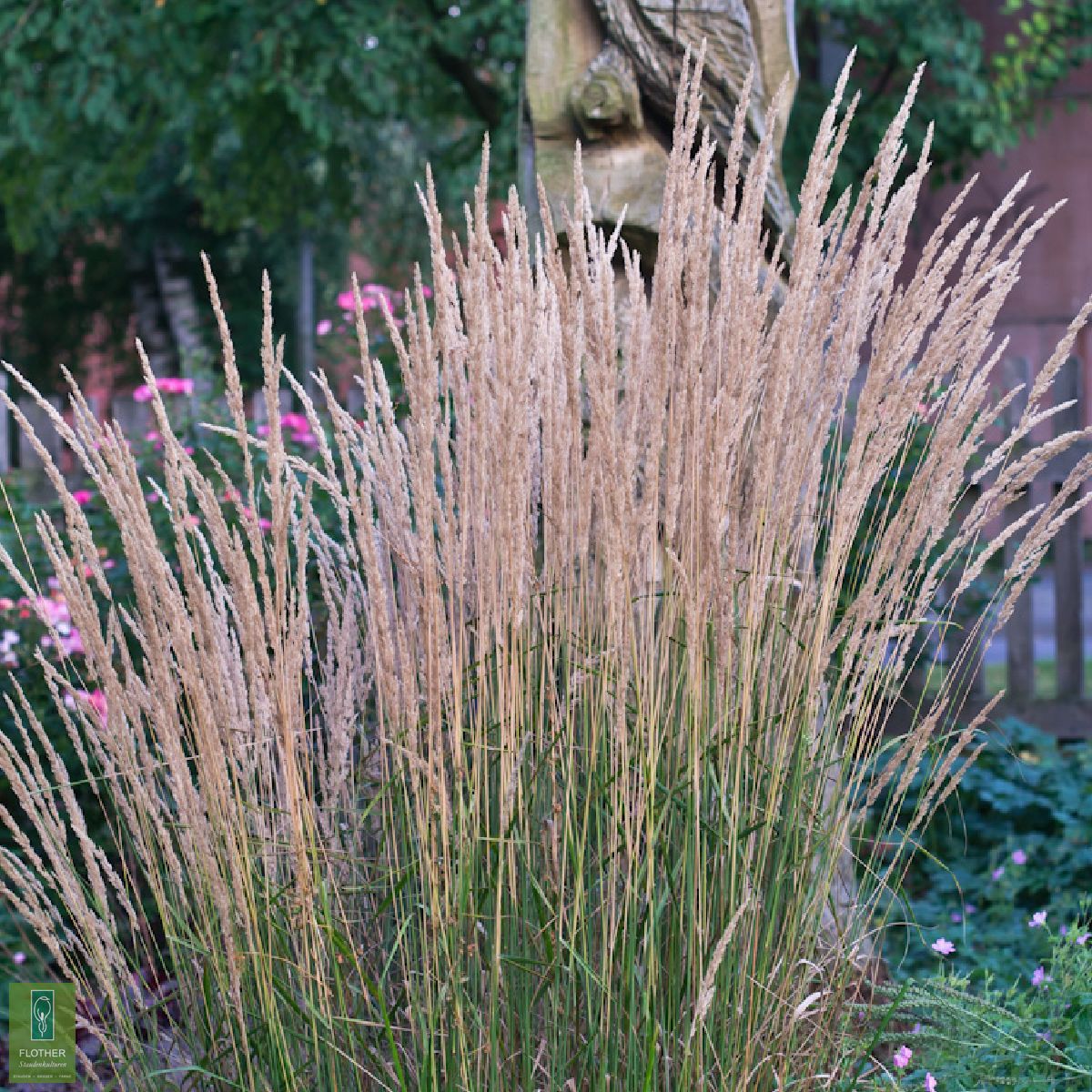 Calamagrostis x acutiflora 'Karl Foerster' FlotherStaudenkulturen