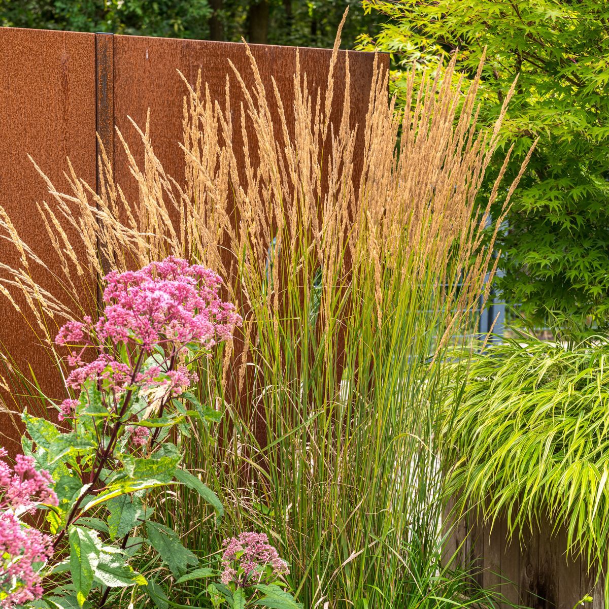 Calamagrostis x acutiflora 