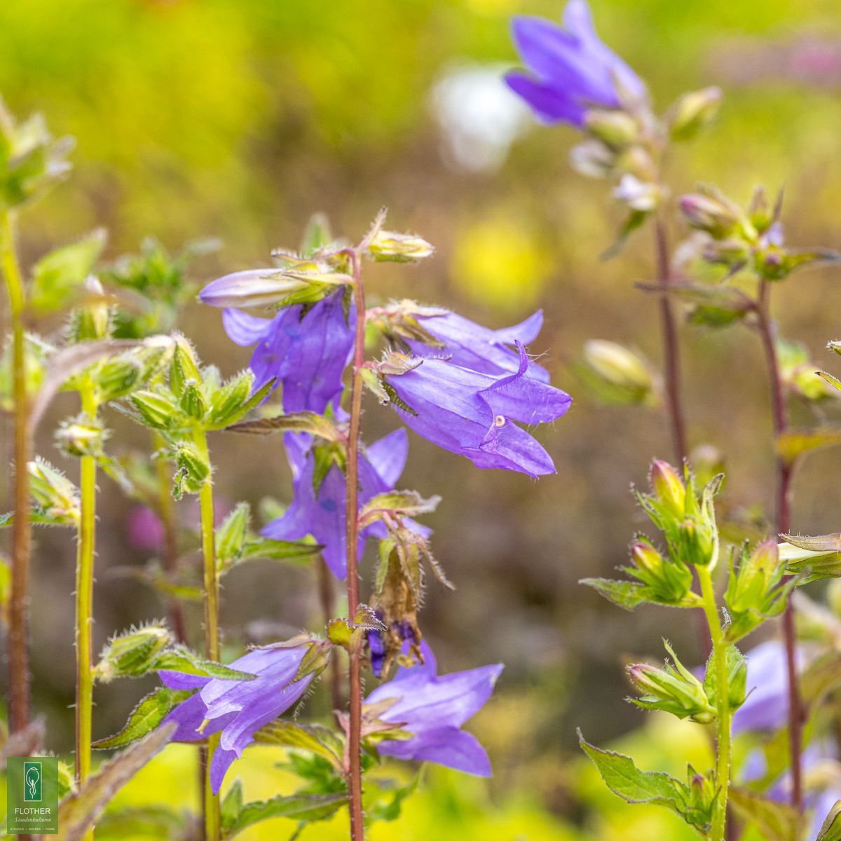 Campanula trachelium FlotherStaudenkulturen