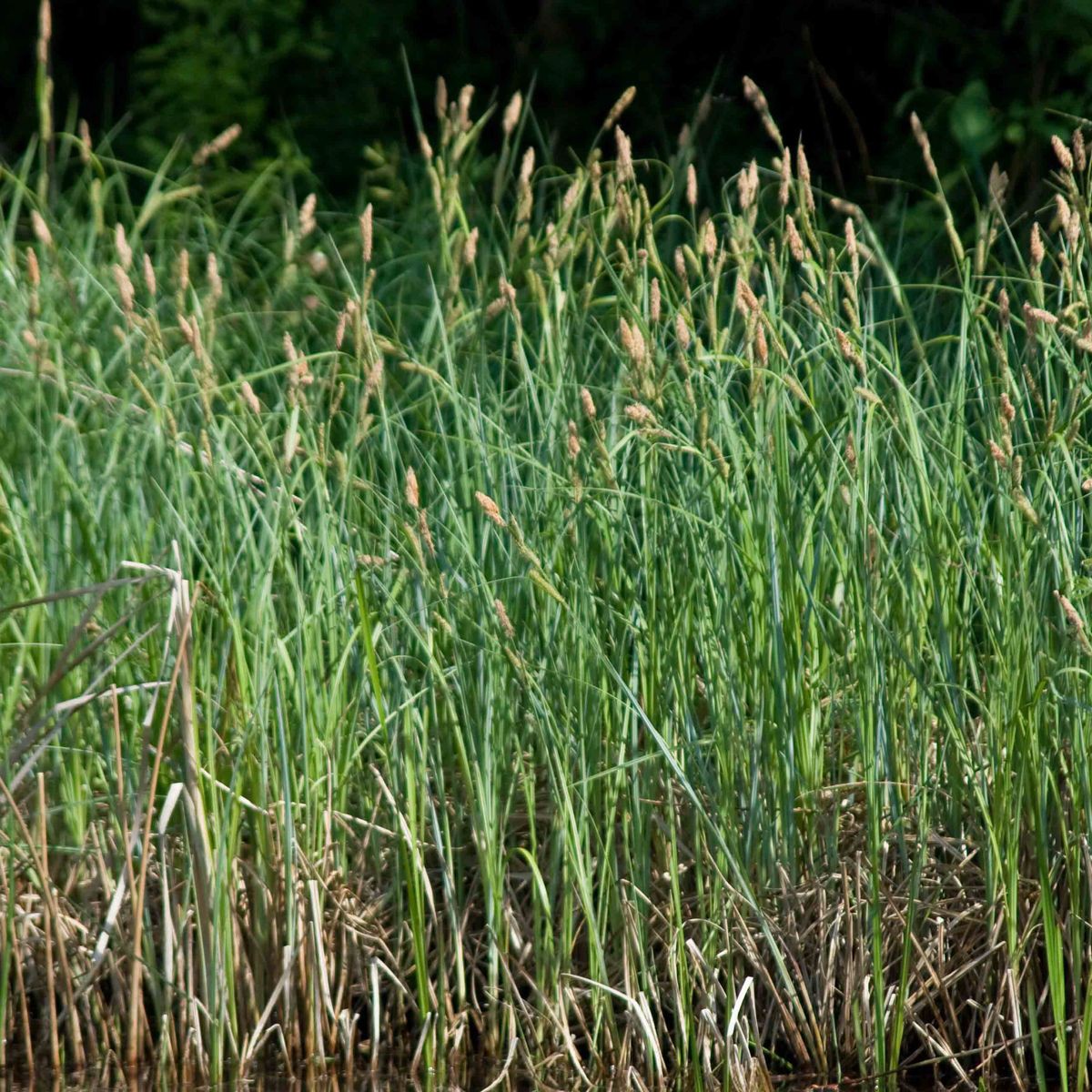 Carex acuta