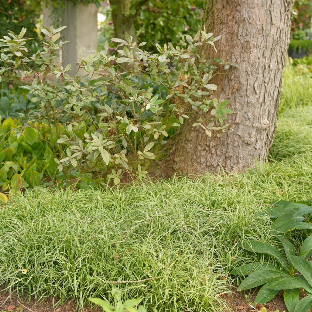 Carex foliosissima 