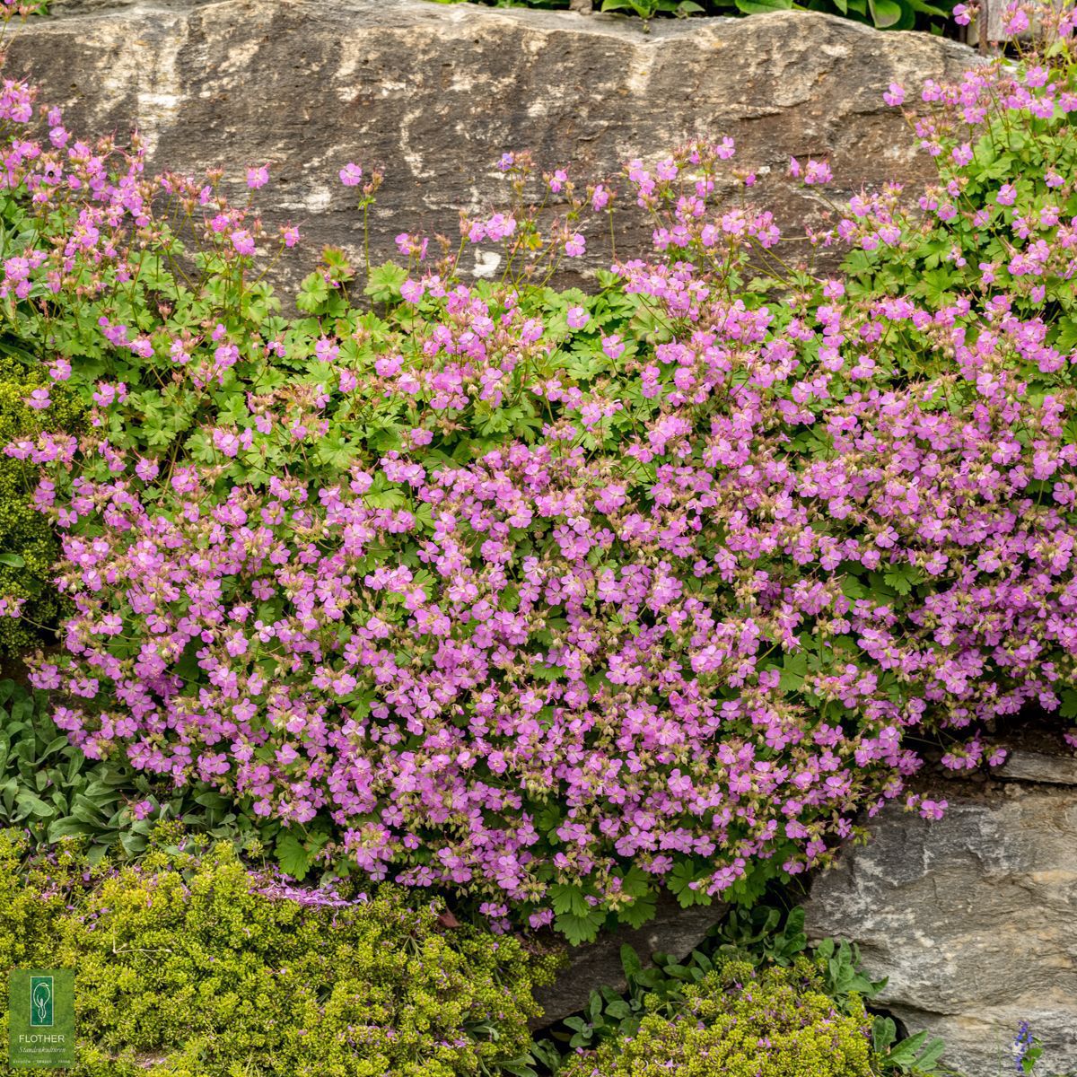 Geranium x canta. 'Berggarten' Bodendecker FlotherStaudenkulturen