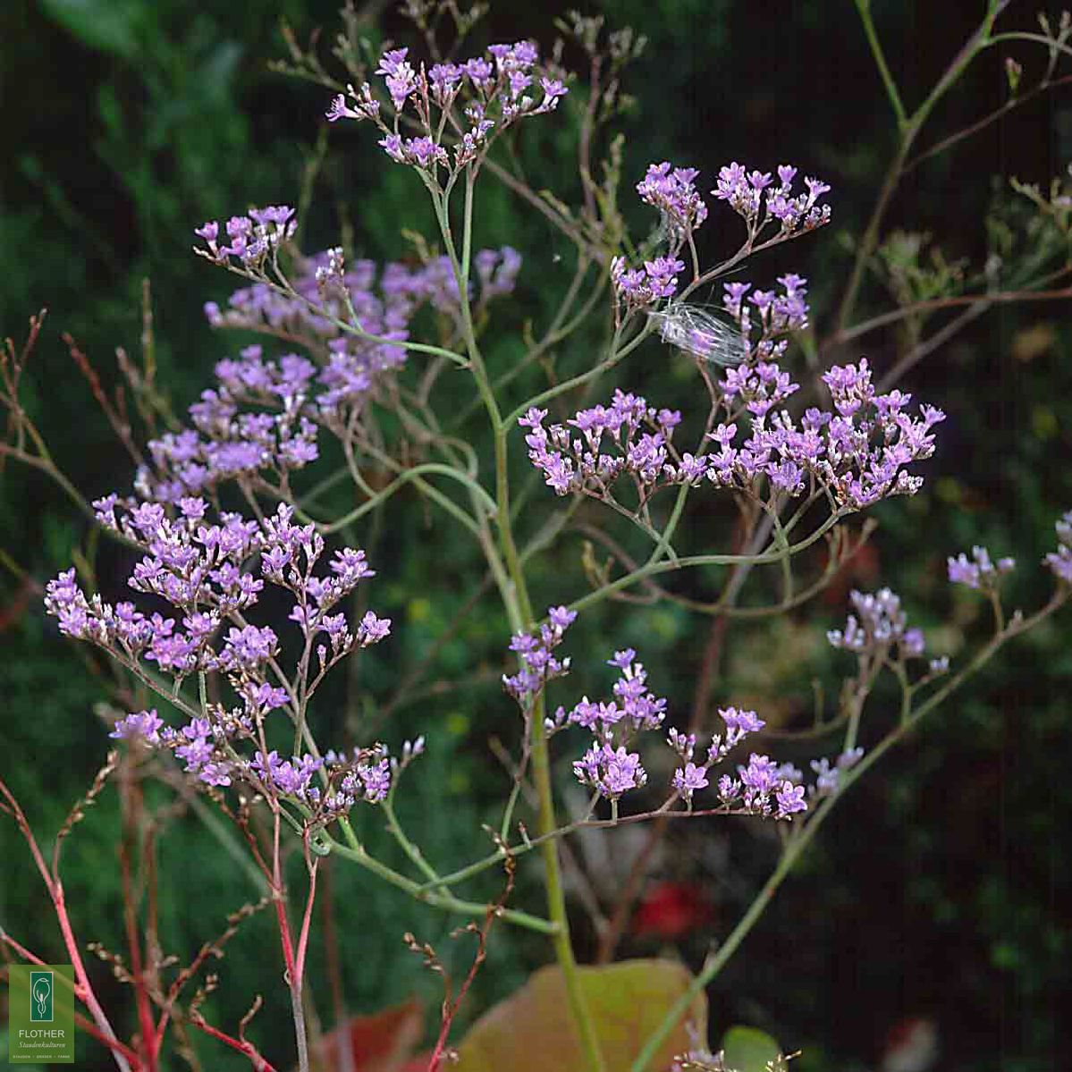 Limonium latifolium FlotherStaudenkulturen