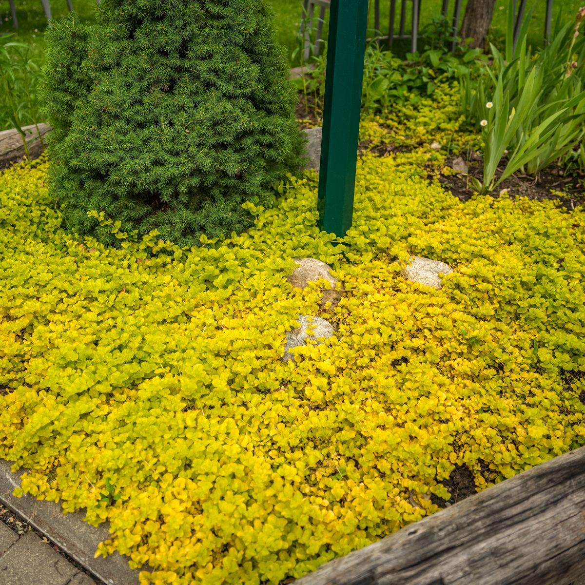 “Kichik suv parisi” multfilmining seks parodiyasi