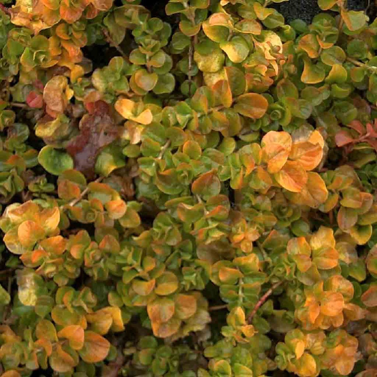 Rossiyada tojik qizlari bilan jinsiy aloqa