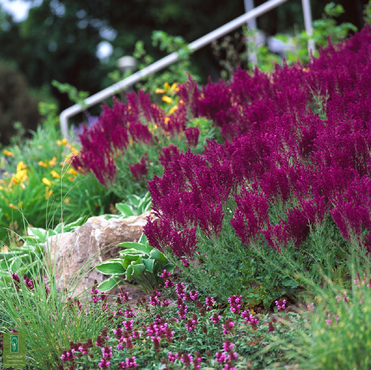 44+ Salvia Nemorosa Standort, Steppensalbei oder hainsalbei (salvia